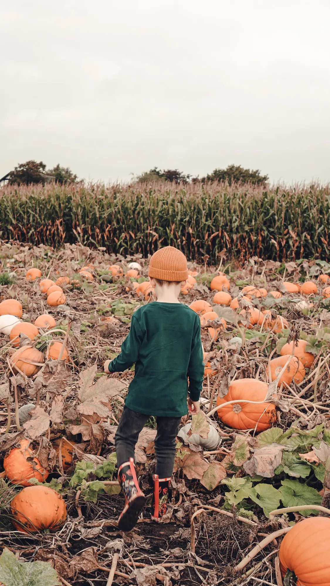 Top Essex Pumpkin Patches to Visit With Kids This Autumn
