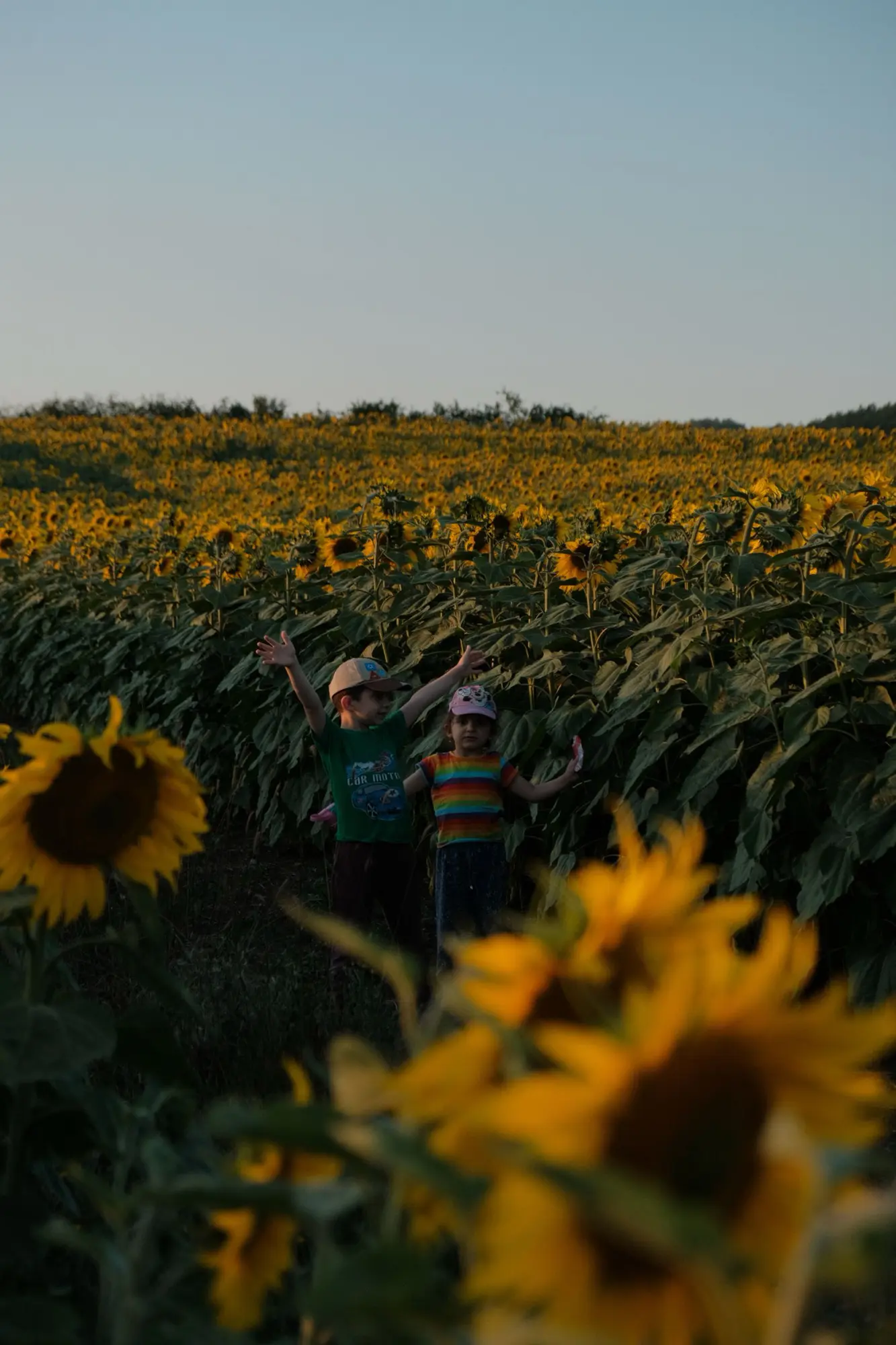 Best Sunflower Fields in Essex to Visit With Kids This Year